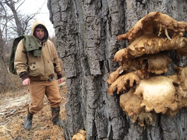 Patrick McGee approaches a tree laden with oyster mushrooms.