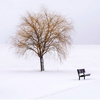bare tree in snow with bench