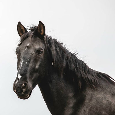 black horse neck/head, white background