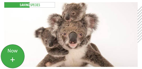 mother koala with two babies