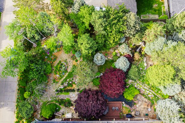 Bing Chen's home garden from above