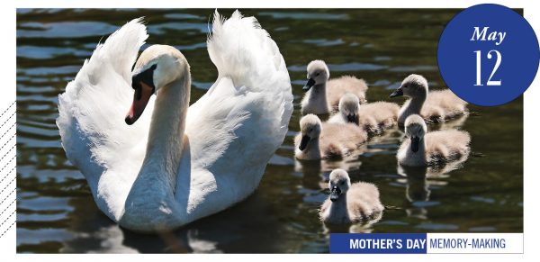 Mother swan with her cygnets