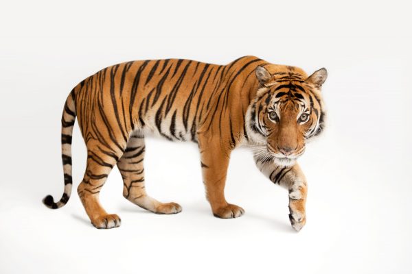 Malayan tiger (©Joel Sartore/National Geographic Photo Ark)