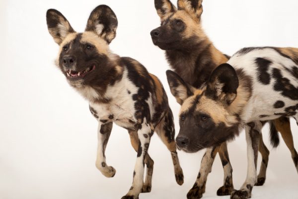 African wild dogs (©Joel Sartore/National Geographic Photo Ark)